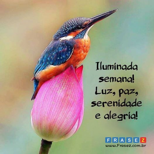 Frases de boa semana